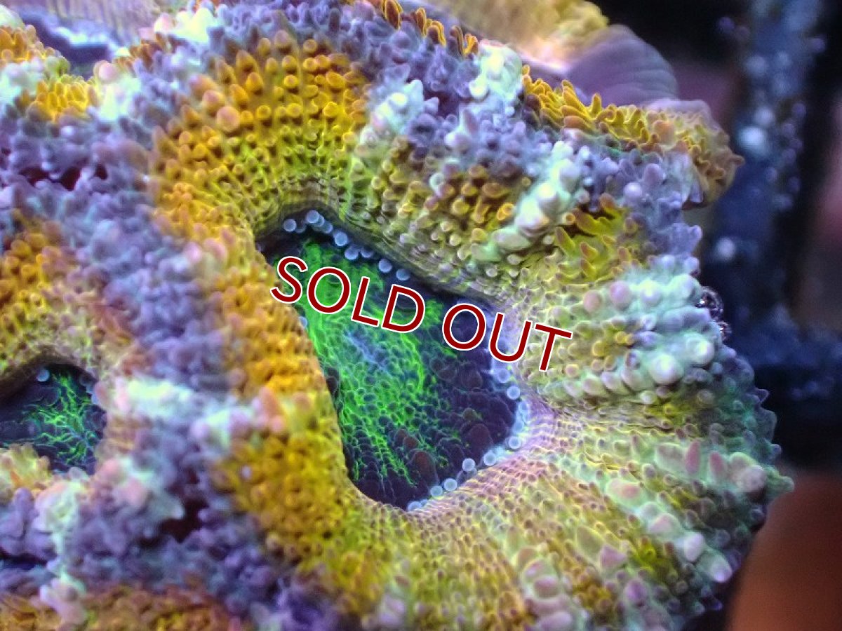 画像1: 【サンゴ】【通販】【オーストラリア産】カクオオトゲキクメイシ（Ultra Grade/Yellow)（個体販売）No.52（生体）（サンゴ） (1)