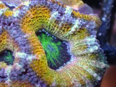 画像1: 【サンゴまとめ買い割引き10％〜20%OFF対象商品】【サンゴ】【通販】【オーストラリア産】カクオオトゲキクメイシ（Ultra Grade/Yellow)（個体販売）No.52（生体）（サンゴ） (1)