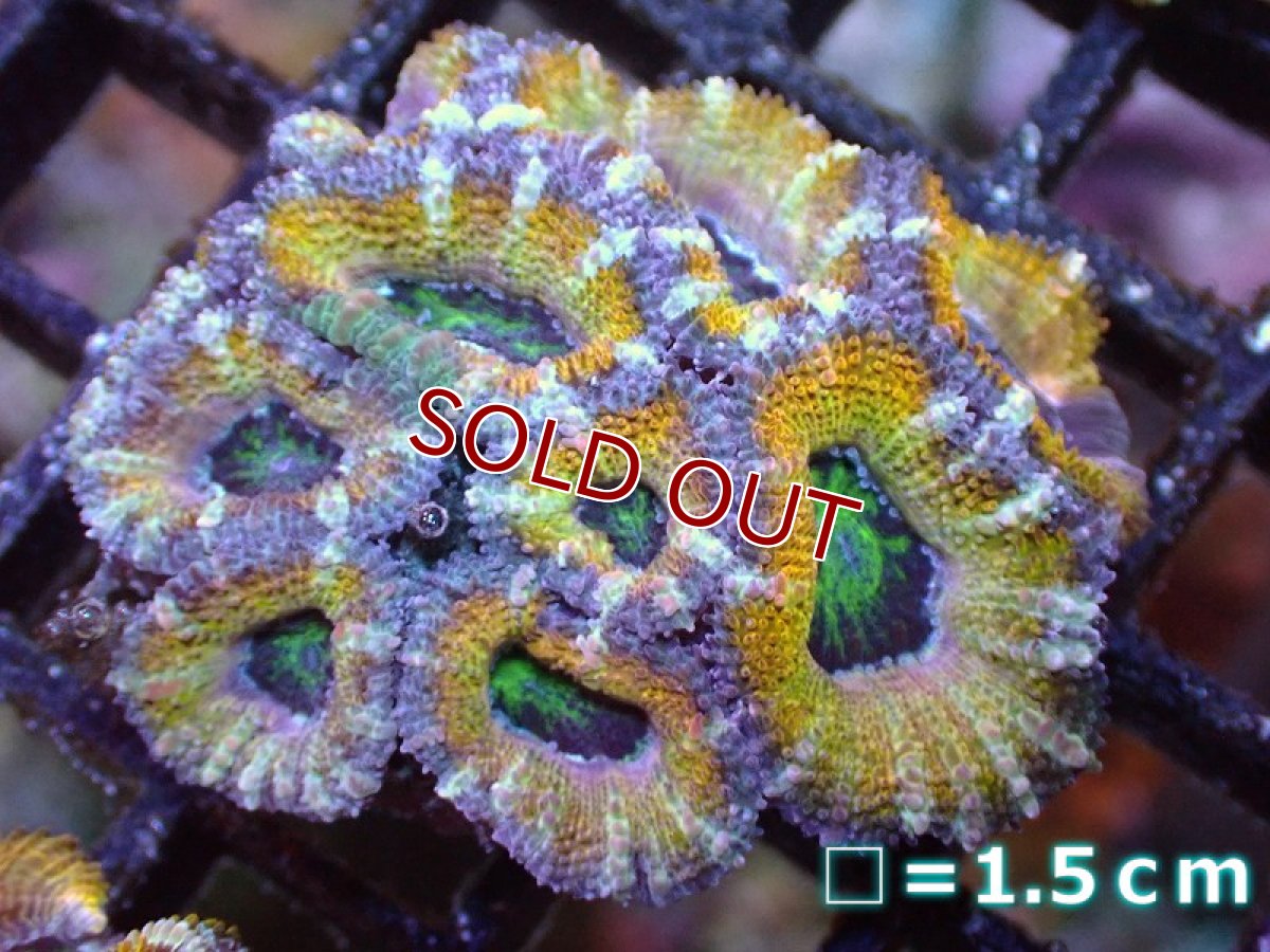 画像2: 【サンゴ】【通販】【オーストラリア産】カクオオトゲキクメイシ（Ultra Grade/Yellow)（個体販売）No.52（生体）（サンゴ） (2)