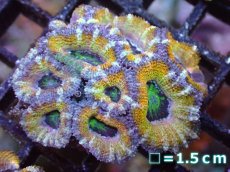 画像2: 【サンゴまとめ買い割引き10％〜20%OFF対象商品】【サンゴ】【通販】【オーストラリア産】カクオオトゲキクメイシ（Ultra Grade/Yellow)（個体販売）No.52（生体）（サンゴ） (2)