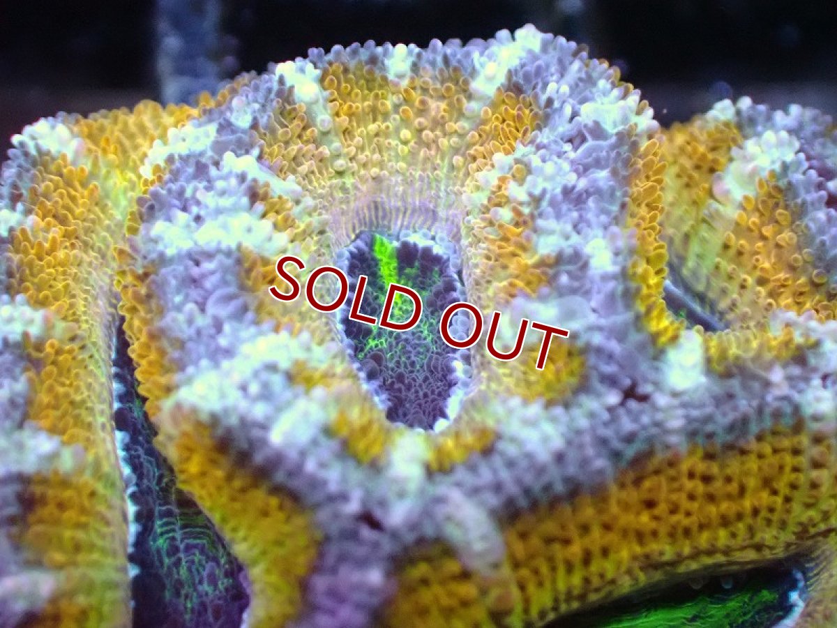 画像1: 【サンゴ】【通販】【オーストラリア産】カクオオトゲキクメイシ（Ultra Grade/Yellow)（個体販売）No.53（生体）（サンゴ） (1)