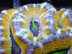 画像1: 【サンゴ】【通販】【オーストラリア産】カクオオトゲキクメイシ（Ultra Grade/Yellow)（個体販売）No.53（生体）（サンゴ） (1)