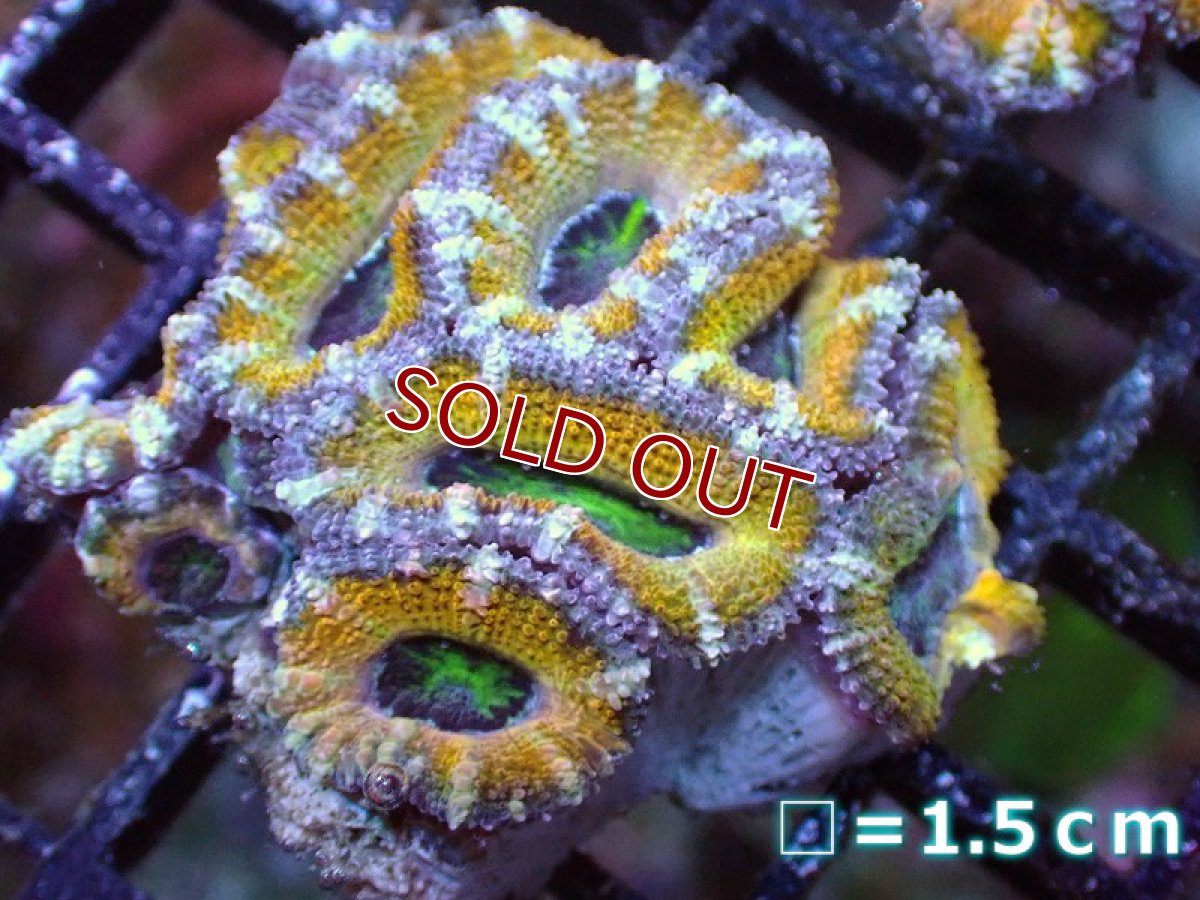 画像2: 【サンゴ】【通販】【オーストラリア産】カクオオトゲキクメイシ（Ultra Grade/Yellow)（個体販売）No.53（生体）（サンゴ） (2)
