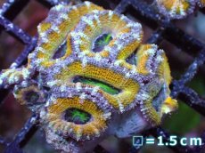 画像2: 【サンゴ】【通販】【オーストラリア産】カクオオトゲキクメイシ（Ultra Grade/Yellow)（個体販売）No.53（生体）（サンゴ） (2)