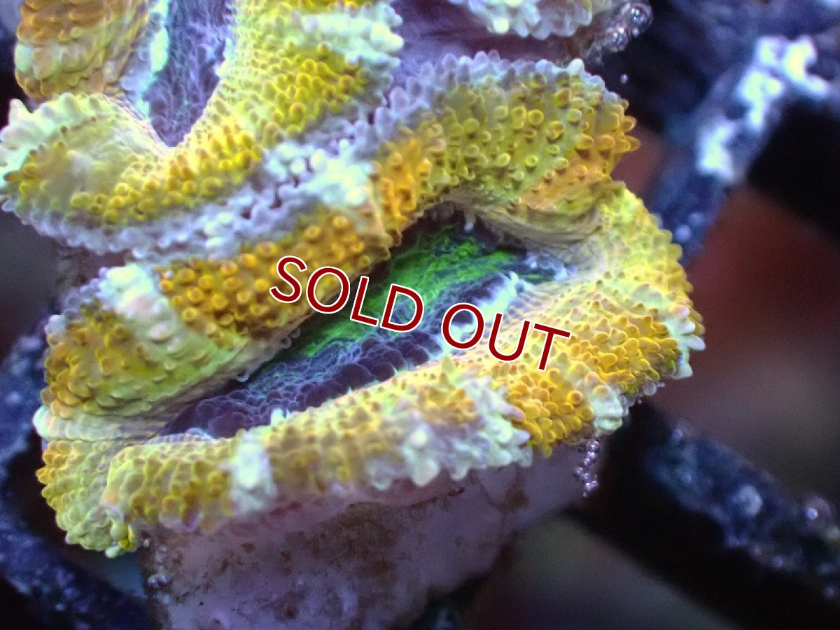 画像1: 【サンゴ】【通販】【オーストラリア産】カクオオトゲキクメイシ（Ultra Grade/Yellow)（個体販売）No.54（生体）（サンゴ） (1)