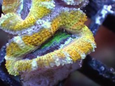 画像1: 【サンゴまとめ買い割引き10％〜20%OFF対象商品】【サンゴ】【通販】【オーストラリア産】カクオオトゲキクメイシ（Ultra Grade/Yellow)（個体販売）No.54（生体）（サンゴ） (1)