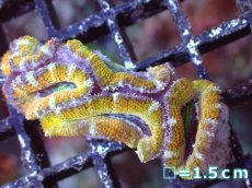 画像2: 【サンゴまとめ買い割引き10％〜20%OFF対象商品】【サンゴ】【通販】【オーストラリア産】カクオオトゲキクメイシ（Ultra Grade/Yellow)（個体販売）No.54（生体）（サンゴ） (2)