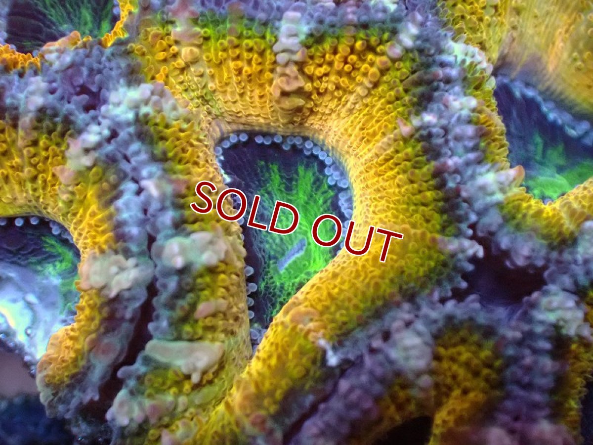 画像1: 【サンゴ】【通販】【オーストラリア産】カクオオトゲキクメイシ（Ultra Grade/Yellow)（個体販売）No.55（生体）（サンゴ） (1)