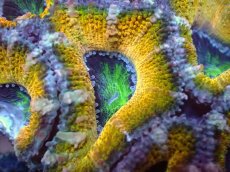 画像1: 【サンゴまとめ買い割引き10％〜20%OFF対象商品】【サンゴ】【通販】【オーストラリア産】カクオオトゲキクメイシ（Ultra Grade/Yellow)（個体販売）No.55（生体）（サンゴ） (1)