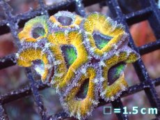 画像2: 【サンゴまとめ買い割引き10％〜20%OFF対象商品】【サンゴ】【通販】【オーストラリア産】カクオオトゲキクメイシ（Ultra Grade/Yellow)（個体販売）No.55（生体）（サンゴ） (2)