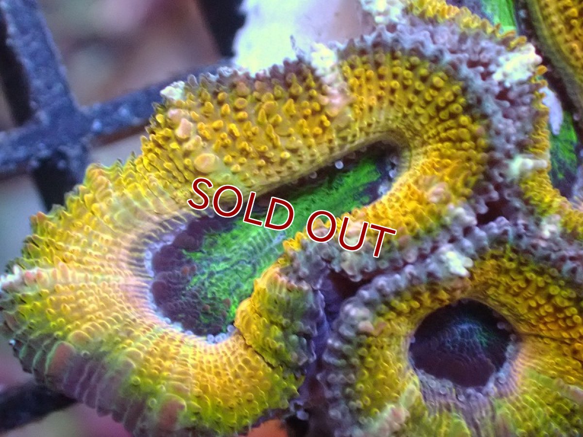 画像1: 【サンゴ】【通販】【オーストラリア産】カクオオトゲキクメイシ（Ultra Grade/Yellow)（個体販売）No.56（生体）（サンゴ） (1)