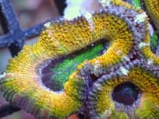 画像1: 【サンゴまとめ買い割引き10％〜20%OFF対象商品】【サンゴ】【通販】【オーストラリア産】カクオオトゲキクメイシ（Ultra Grade/Yellow)（個体販売）No.56（生体）（サンゴ） (1)