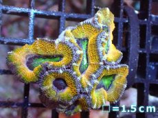 画像2: 【サンゴまとめ買い割引き10％〜20%OFF対象商品】【サンゴ】【通販】【オーストラリア産】カクオオトゲキクメイシ（Ultra Grade/Yellow)（個体販売）No.56（生体）（サンゴ） (2)