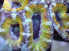 画像1: 【サンゴまとめ買い割引き10％〜20%OFF対象商品】【サンゴ】【通販】【オーストラリア産】カクオオトゲキクメイシ（Ultra Grade/Yellow)（個体販売）No.57（生体）（サンゴ） (1)