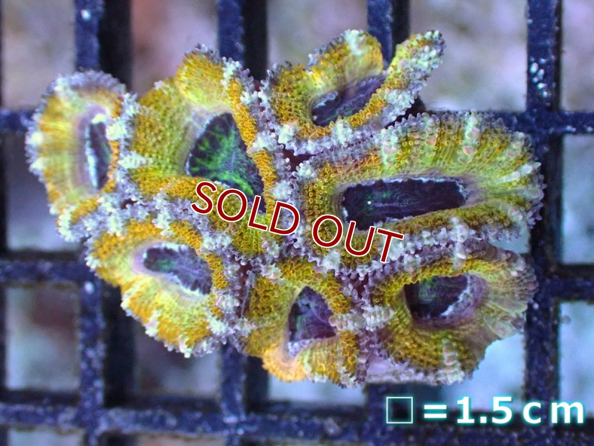 画像2: 【サンゴ】【通販】【オーストラリア産】カクオオトゲキクメイシ（Ultra Grade/Yellow)（個体販売）No.57（生体）（サンゴ） (2)