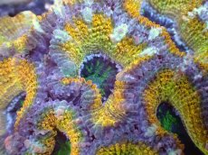 画像1: 【サンゴまとめ買い割引き10％〜20%OFF対象商品】【サンゴ】【通販】【オーストラリア産】カクオオトゲキクメイシ（Ultra Grade/Yellow)（個体販売）No.58（生体）（サンゴ） (1)