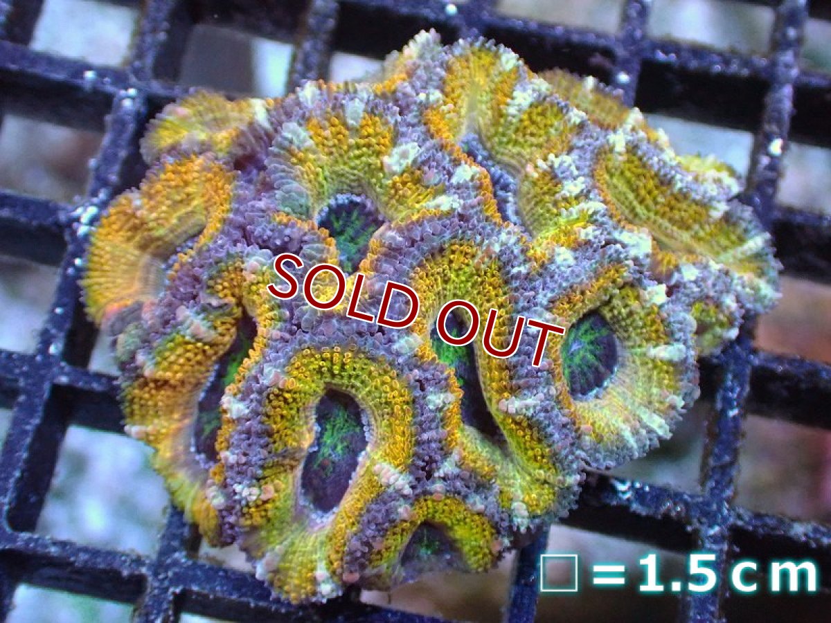 画像2: 【サンゴ】【通販】【オーストラリア産】カクオオトゲキクメイシ（Ultra Grade/Yellow)（個体販売）No.58（生体）（サンゴ） (2)