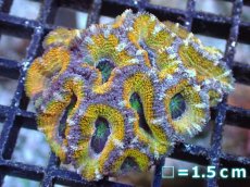 画像2: 【サンゴまとめ買い割引き10％〜20%OFF対象商品】【サンゴ】【通販】【オーストラリア産】カクオオトゲキクメイシ（Ultra Grade/Yellow)（個体販売）No.58（生体）（サンゴ） (2)