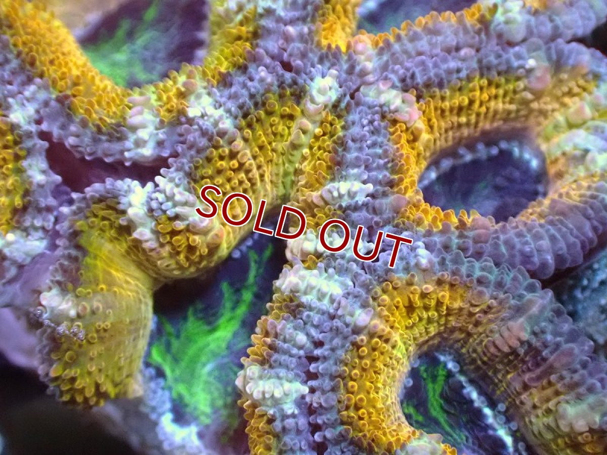 画像1: 【サンゴ】【通販】【オーストラリア産】カクオオトゲキクメイシ（Ultra Grade/Yellow)（個体販売）No.59（生体）（サンゴ） (1)