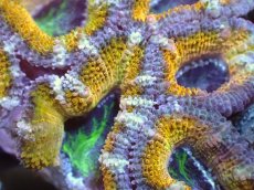 画像1: 【サンゴまとめ買い割引き10％〜20%OFF対象商品】【サンゴ】【通販】【オーストラリア産】カクオオトゲキクメイシ（Ultra Grade/Yellow)（個体販売）No.59（生体）（サンゴ） (1)