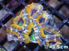 画像2: 【サンゴまとめ買い割引き10％〜20%OFF対象商品】【サンゴ】【通販】【オーストラリア産】カクオオトゲキクメイシ（Ultra Grade/Yellow)（個体販売）No.59（生体）（サンゴ） (2)