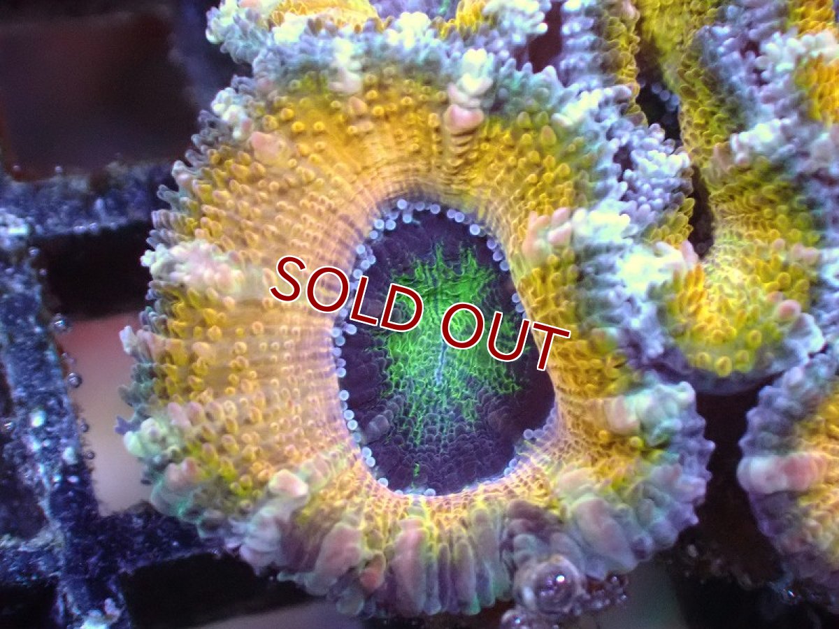 画像1: 【サンゴ】【通販】【オーストラリア産】カクオオトゲキクメイシ（Ultra Grade/Yellow)（個体販売）No.60（生体）（サンゴ） (1)