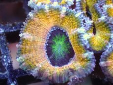 画像1: 【サンゴまとめ買い割引き10％〜20%OFF対象商品】【サンゴ】【通販】【オーストラリア産】カクオオトゲキクメイシ（Ultra Grade/Yellow)（個体販売）No.60（生体）（サンゴ） (1)