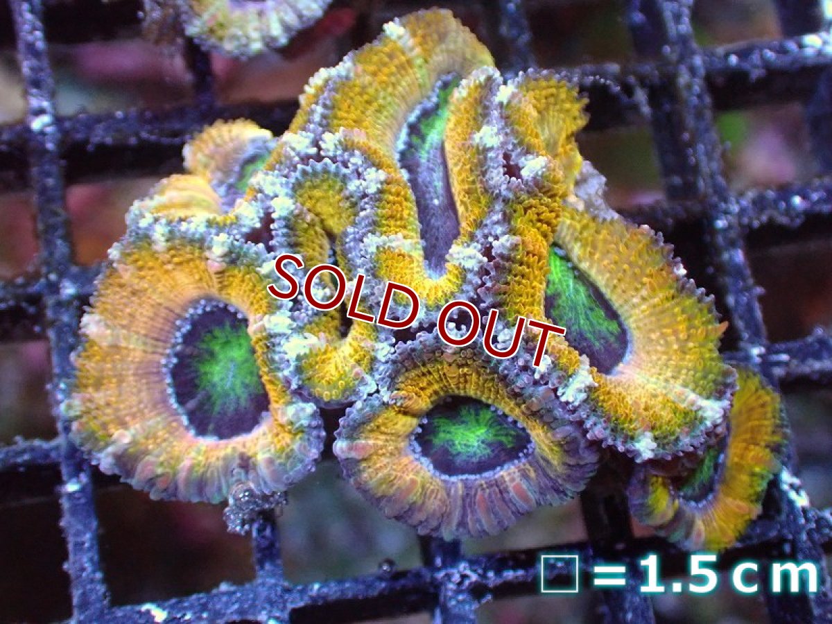画像2: 【サンゴ】【通販】【オーストラリア産】カクオオトゲキクメイシ（Ultra Grade/Yellow)（個体販売）No.60（生体）（サンゴ） (2)