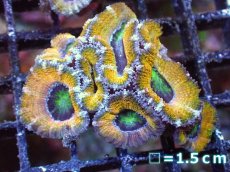 画像2: 【サンゴまとめ買い割引き10％〜20%OFF対象商品】【サンゴ】【通販】【オーストラリア産】カクオオトゲキクメイシ（Ultra Grade/Yellow)（個体販売）No.60（生体）（サンゴ） (2)