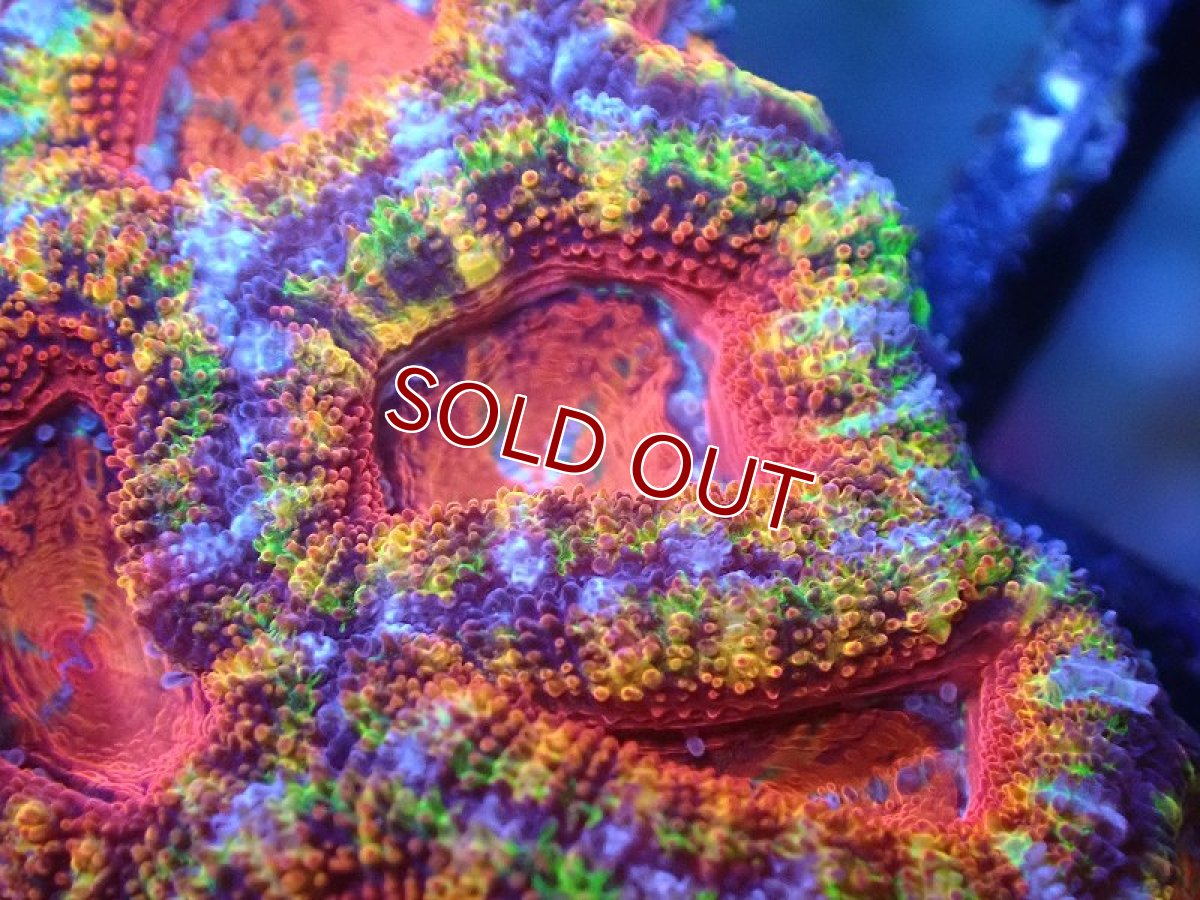 画像1: 【サンゴ】【通販】【オーストラリア産】カクオオトゲキクメイシ（Ultra/Special Rainbow)（個体販売）No.61（生体）（サンゴ） (1)