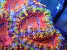 画像1: 【サンゴまとめ買い割引き10％〜20%OFF対象商品】【サンゴ】【通販】【オーストラリア産】カクオオトゲキクメイシ（Ultra/Special Rainbow)（個体販売）No.61（生体）（サンゴ） (1)