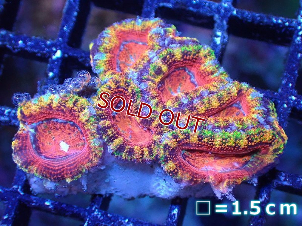 画像2: 【サンゴ】【通販】【オーストラリア産】カクオオトゲキクメイシ（Ultra/Special Rainbow)（個体販売）No.61（生体）（サンゴ） (2)