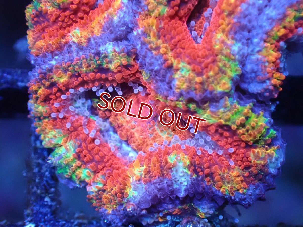 画像1: 【サンゴまとめ買い割引き10％〜20%OFF対象商品】 【サンゴ】【通販】【オーストラリア産】カクオオトゲキクメイシ（Ultra/Special Rainbow)（個体販売）No.62（生体）（サンゴ） (1)