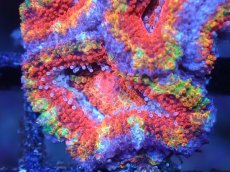 画像1: 【サンゴまとめ買い割引き10％〜20%OFF対象商品】【サンゴ】【通販】【オーストラリア産】カクオオトゲキクメイシ（Ultra/Special Rainbow)（個体販売）No.62（生体）（サンゴ） (1)