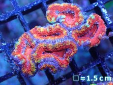 画像2: 【サンゴまとめ買い割引き10％〜20%OFF対象商品】【サンゴ】【通販】【オーストラリア産】カクオオトゲキクメイシ（Ultra/Special Rainbow)（個体販売）No.62（生体）（サンゴ） (2)