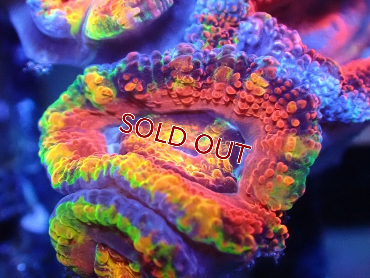 画像1: 【サンゴ】【通販】【オーストラリア産】カクオオトゲキクメイシ（Ultra/Special Rainbow)（個体販売）No.63（生体）（サンゴ） (1)