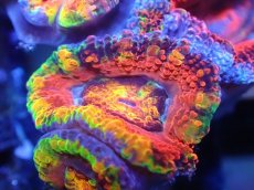 画像1: 【サンゴまとめ買い割引き10％〜20%OFF対象商品】【サンゴ】【通販】【オーストラリア産】カクオオトゲキクメイシ（Ultra/Special Rainbow)（個体販売）No.63（生体）（サンゴ） (1)