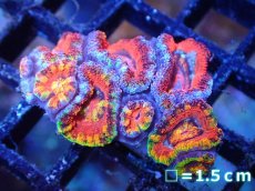 画像2: 【サンゴまとめ買い割引き10％〜20%OFF対象商品】【サンゴ】【通販】【オーストラリア産】カクオオトゲキクメイシ（Ultra/Special Rainbow)（個体販売）No.63（生体）（サンゴ） (2)