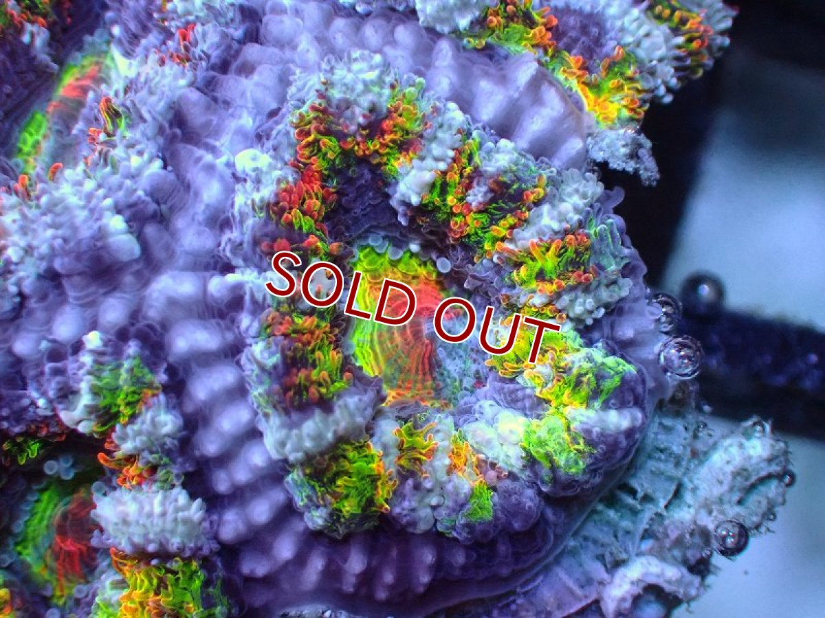 画像1: 【サンゴまとめ買い割引き10％〜20%OFF対象商品】 【サンゴ】【通販】【オーストラリア産】カクオオトゲキクメイシ（Ultra/Special Rainbow)（個体販売）No.64（生体）（サンゴ） (1)