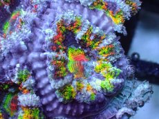 画像1: 【サンゴまとめ買い割引き10％〜20%OFF対象商品】【サンゴ】【通販】【オーストラリア産】カクオオトゲキクメイシ（Ultra/Special Rainbow)（個体販売）No.64（生体）（サンゴ） (1)