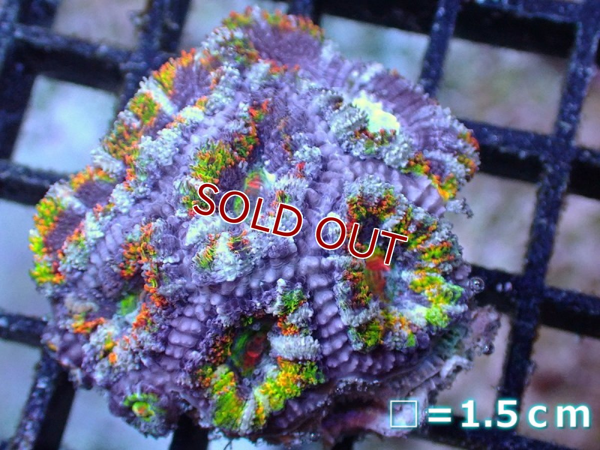 画像2: 【サンゴまとめ買い割引き10％〜20%OFF対象商品】 【サンゴ】【通販】【オーストラリア産】カクオオトゲキクメイシ（Ultra/Special Rainbow)（個体販売）No.64（生体）（サンゴ） (2)