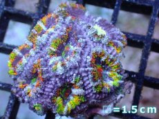 画像2: 【サンゴまとめ買い割引き10％〜20%OFF対象商品】【サンゴ】【通販】【オーストラリア産】カクオオトゲキクメイシ（Ultra/Special Rainbow)（個体販売）No.64（生体）（サンゴ） (2)