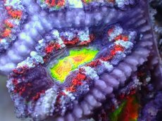 画像1: 【サンゴまとめ買い割引き10％〜20%OFF対象商品】【サンゴ】【通販】【オーストラリア産】カクオオトゲキクメイシ（Ultra/Special Rainbow)（個体販売）No.65（生体）（サンゴ） (1)