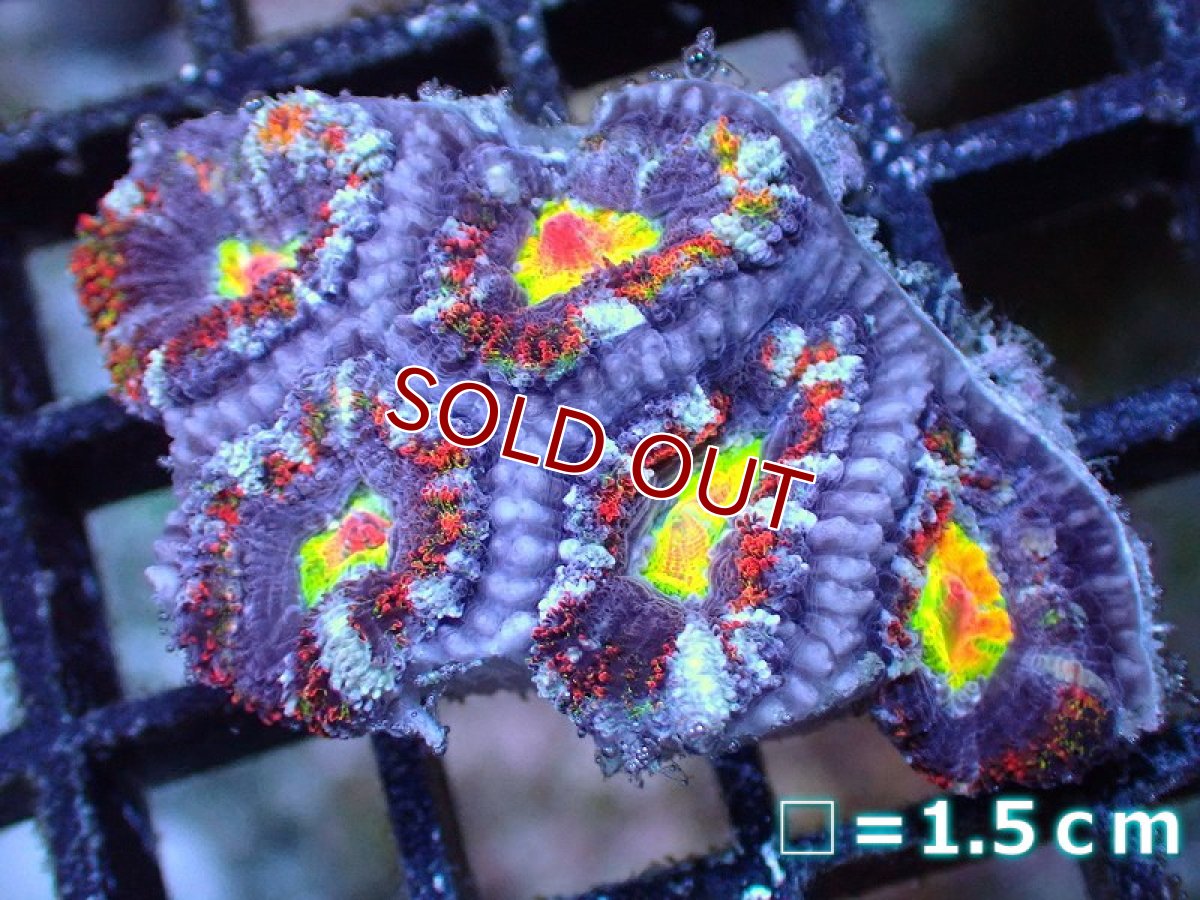 画像2: 【サンゴ】【通販】【オーストラリア産】カクオオトゲキクメイシ（Ultra/Special Rainbow)（個体販売）No.65（生体）（サンゴ） (2)