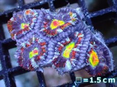 画像2: 【サンゴまとめ買い割引き10％〜20%OFF対象商品】【サンゴ】【通販】【オーストラリア産】カクオオトゲキクメイシ（Ultra/Special Rainbow)（個体販売）No.65（生体）（サンゴ） (2)