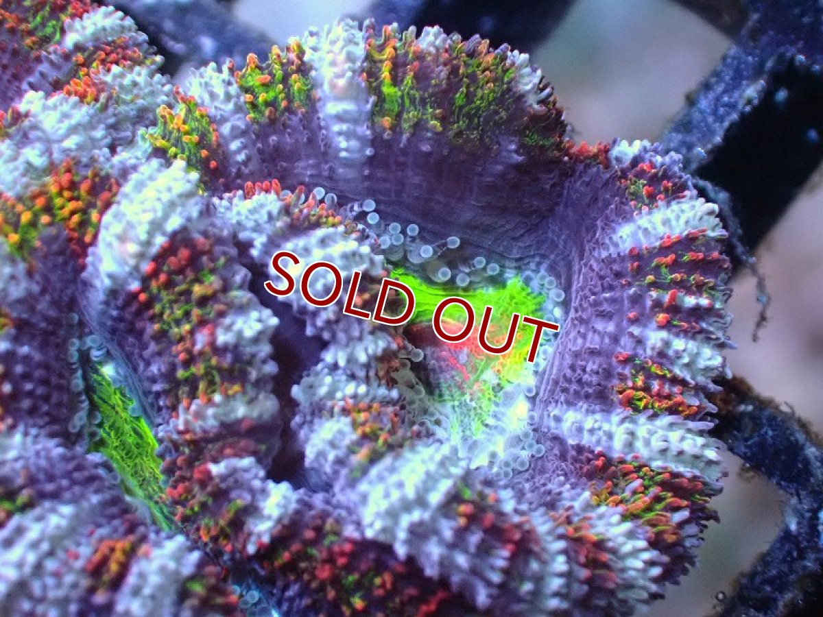 画像1: 【サンゴまとめ買い割引き10％〜20%OFF対象商品】 【サンゴ】【通販】【オーストラリア産】カクオオトゲキクメイシ（Ultra/Special Rainbow)（個体販売）No.66（生体）（サンゴ） (1)