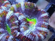 画像1: 【サンゴまとめ買い割引き10％〜20%OFF対象商品】【サンゴ】【通販】【オーストラリア産】カクオオトゲキクメイシ（Ultra/Special Rainbow)（個体販売）No.66（生体）（サンゴ） (1)