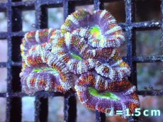 画像2: 【サンゴまとめ買い割引き10％〜20%OFF対象商品】【サンゴ】【通販】【オーストラリア産】カクオオトゲキクメイシ（Ultra/Special Rainbow)（個体販売）No.66（生体）（サンゴ） (2)