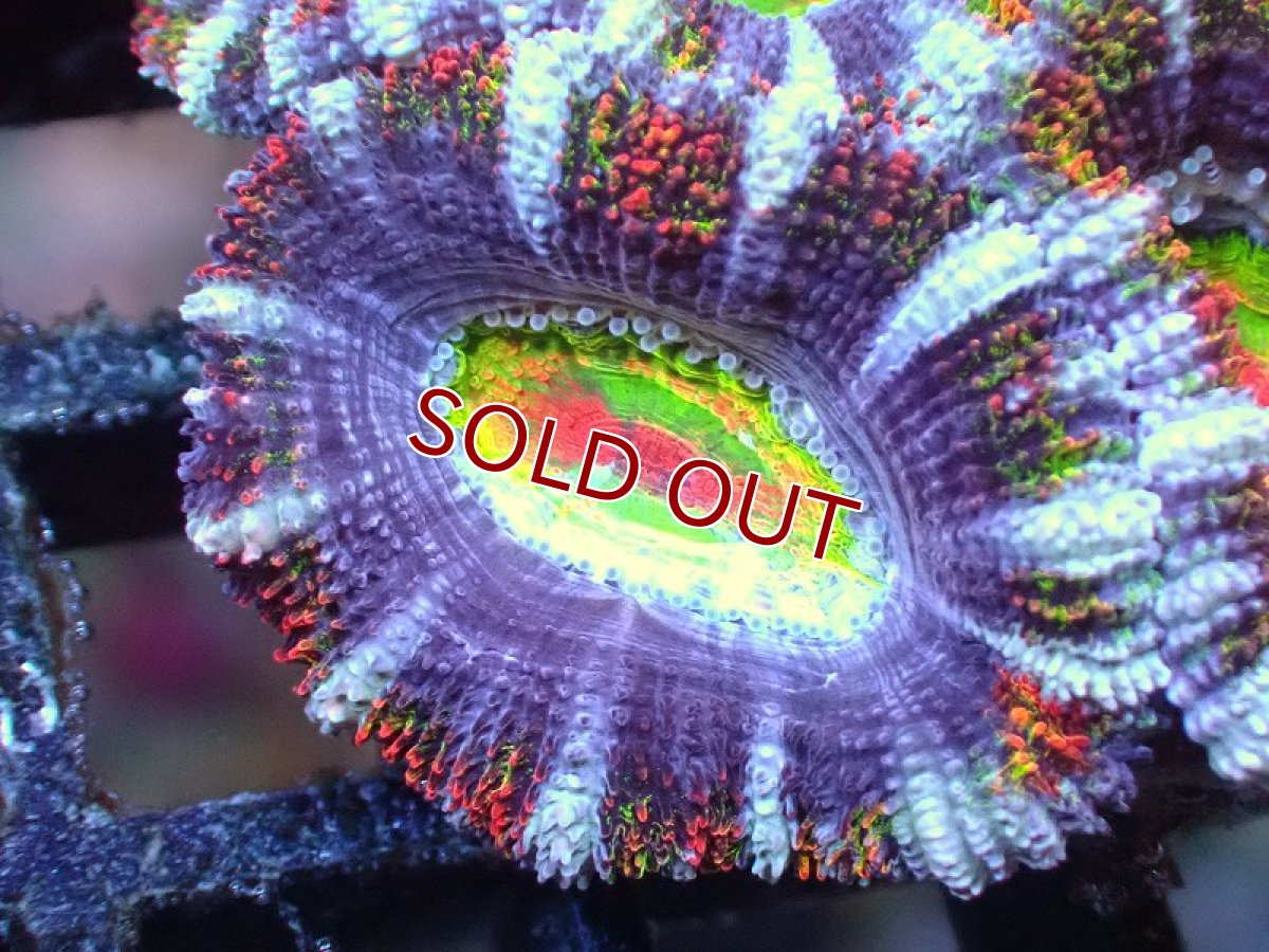 画像1: 【サンゴ】【通販】【オーストラリア産】カクオオトゲキクメイシ（Ultra/Special Rainbow)（個体販売）No.67（生体）（サンゴ） (1)