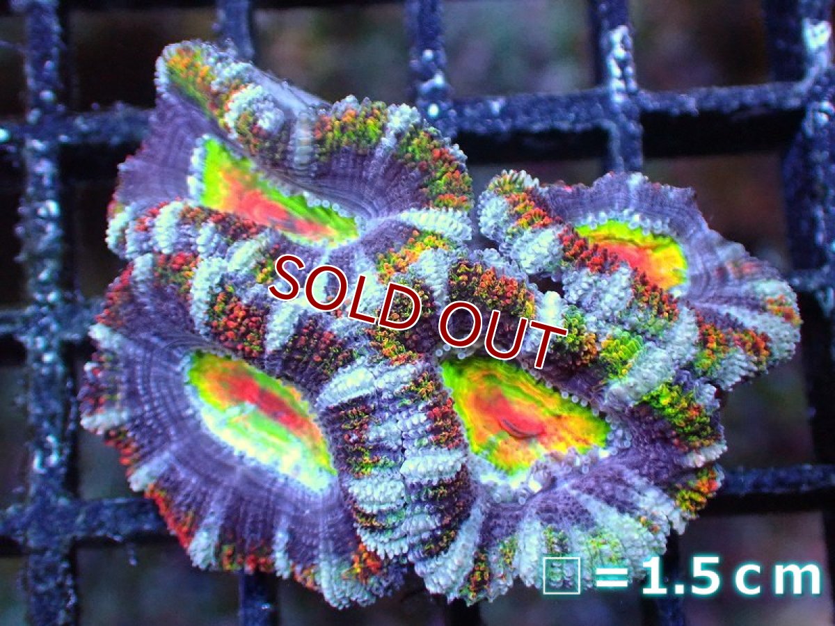画像2: 【サンゴ】【通販】【オーストラリア産】カクオオトゲキクメイシ（Ultra/Special Rainbow)（個体販売）No.67（生体）（サンゴ） (2)